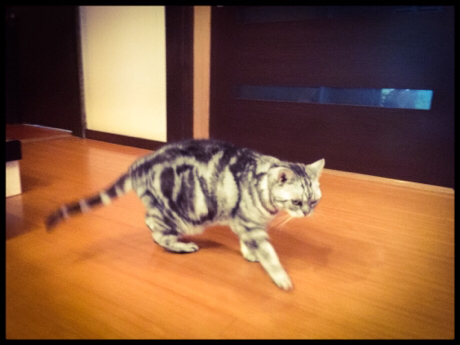 image from https://www.tfac.ac.jp/wp-content/themes/mps-themes/images/blogs/diary/6a0128763f57cc970c01b7c87d574e970b.jpg