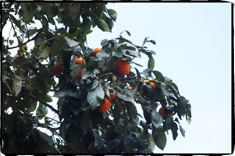 image from https://www.tfac.ac.jp/wp-content/themes/mps-themes/images/blogs/diary/6a0128763f57cc970c01b8d169ca09970c.jpg